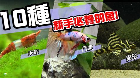 好養觀賞魚|10種激推!給新手的魚~養這些!讓你告別養魚殺手~【憩魚水族】